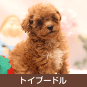 �ȥ��ס��ɥ�