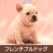 �ե����֥�ɥå�