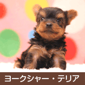 �衼�����㡼�ƥꥢ