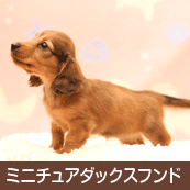 �ߥ˥��奢���å����ե��