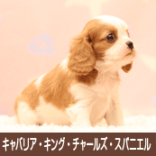 ����Хꥢ�����󥰡����㡼�륺�����ѥ˥���