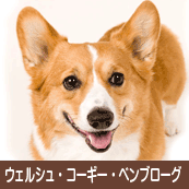 �����륷�塦�����������ڥ�֥�����