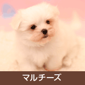 �ޥ������