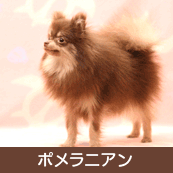 �ݥ��˥���